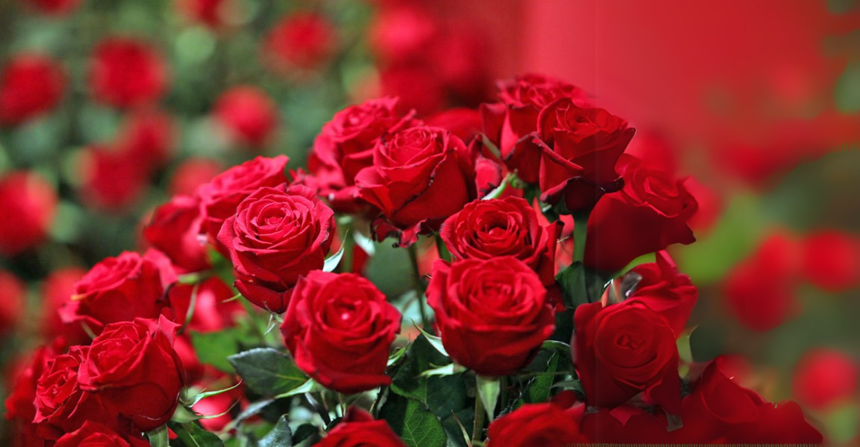 Rosas