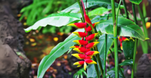 Tipos de Heliconia: Conheça todas as Espécies