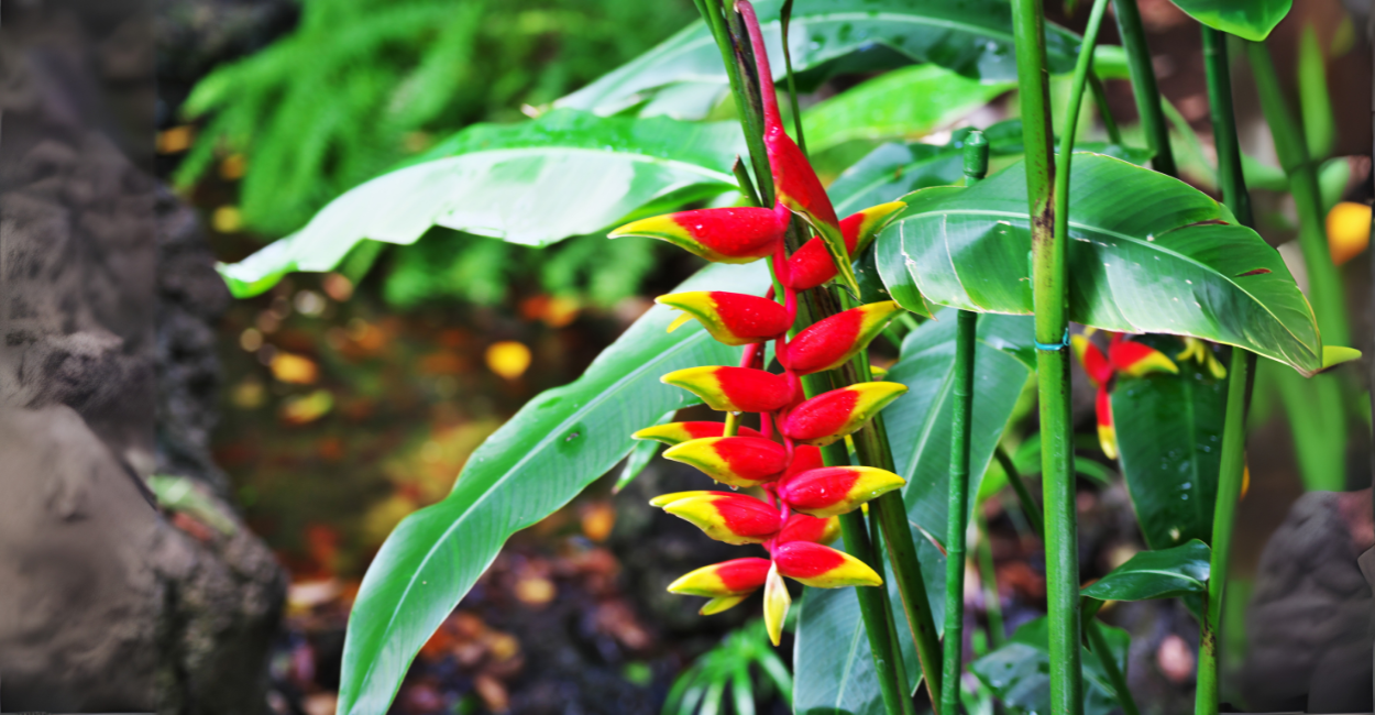 Tipos de Heliconia: Conheça todas as Espécies