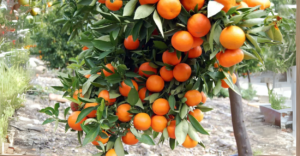 8 Árvores Frutíferas Para Quintais Pequenos Que Dão Frutos Rápido