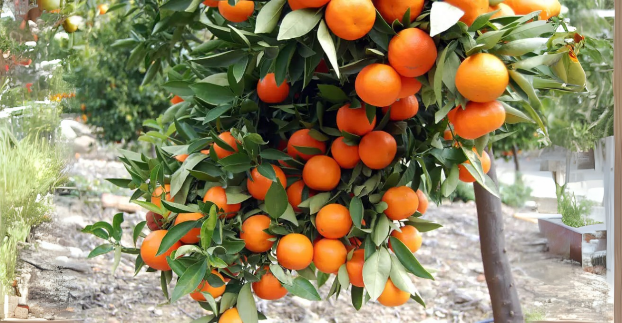 8 Árvores Frutíferas Para Quintais Pequenos Que Dão Frutos Rápido
