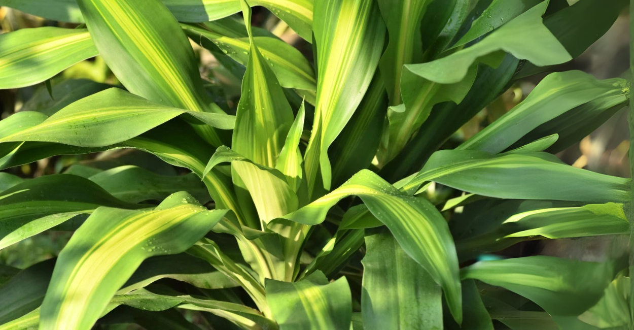 Dracaena fragrans