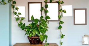 Plantas penduradas