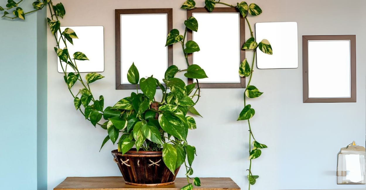 Plantas penduradas
