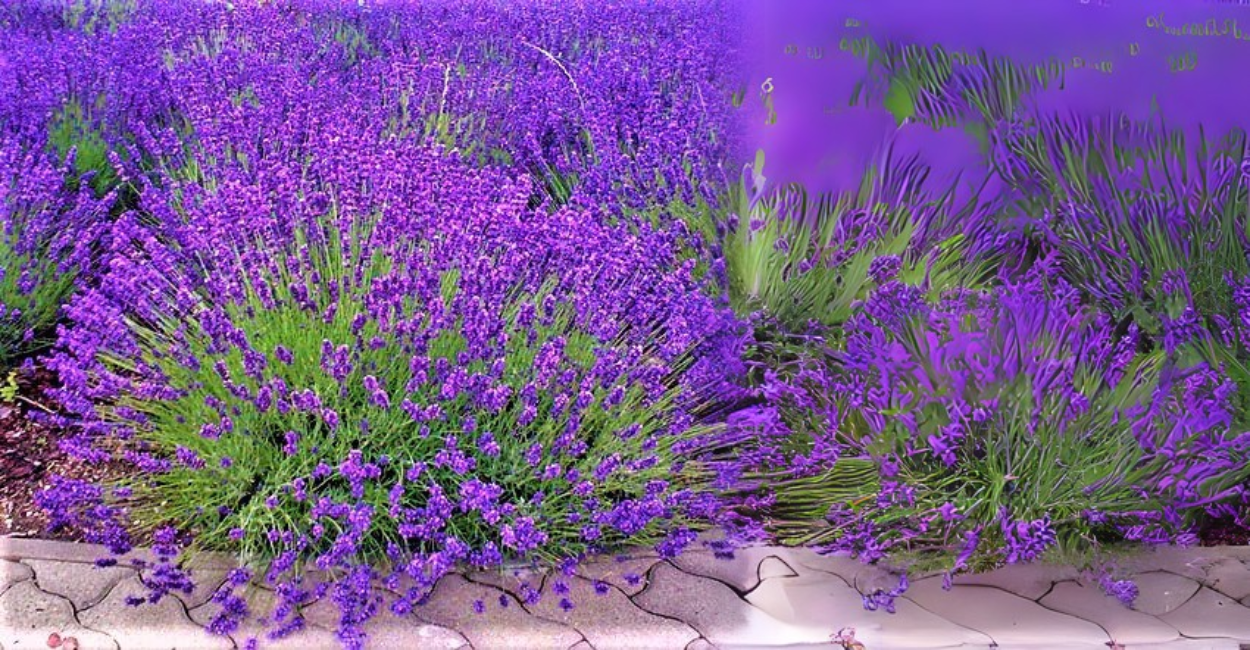 Plantas para Jardim