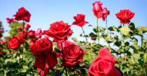 Plantar Roseiras com Batatas