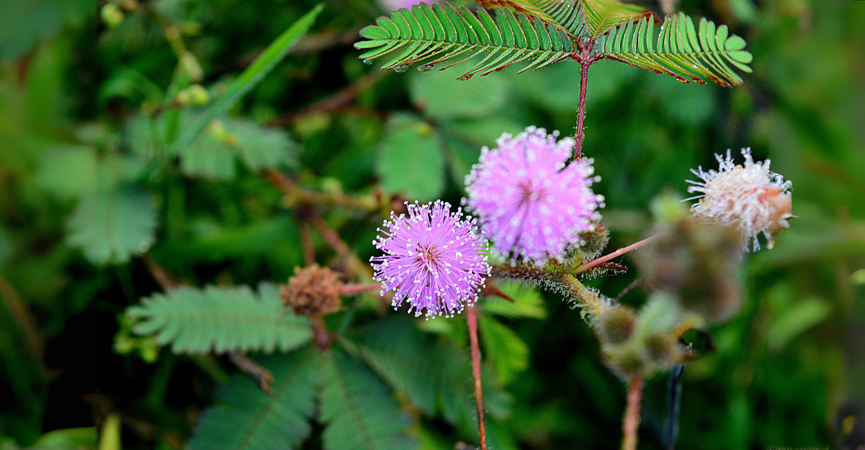 Como Cuidar da Mimosa pudica (Dormideira): Planta Fascinante