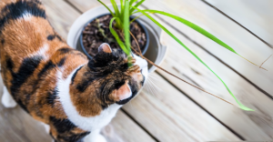 Dracaena e PETS: Essa Planta é Perigosa Para Seu Cachorro ou Gato?