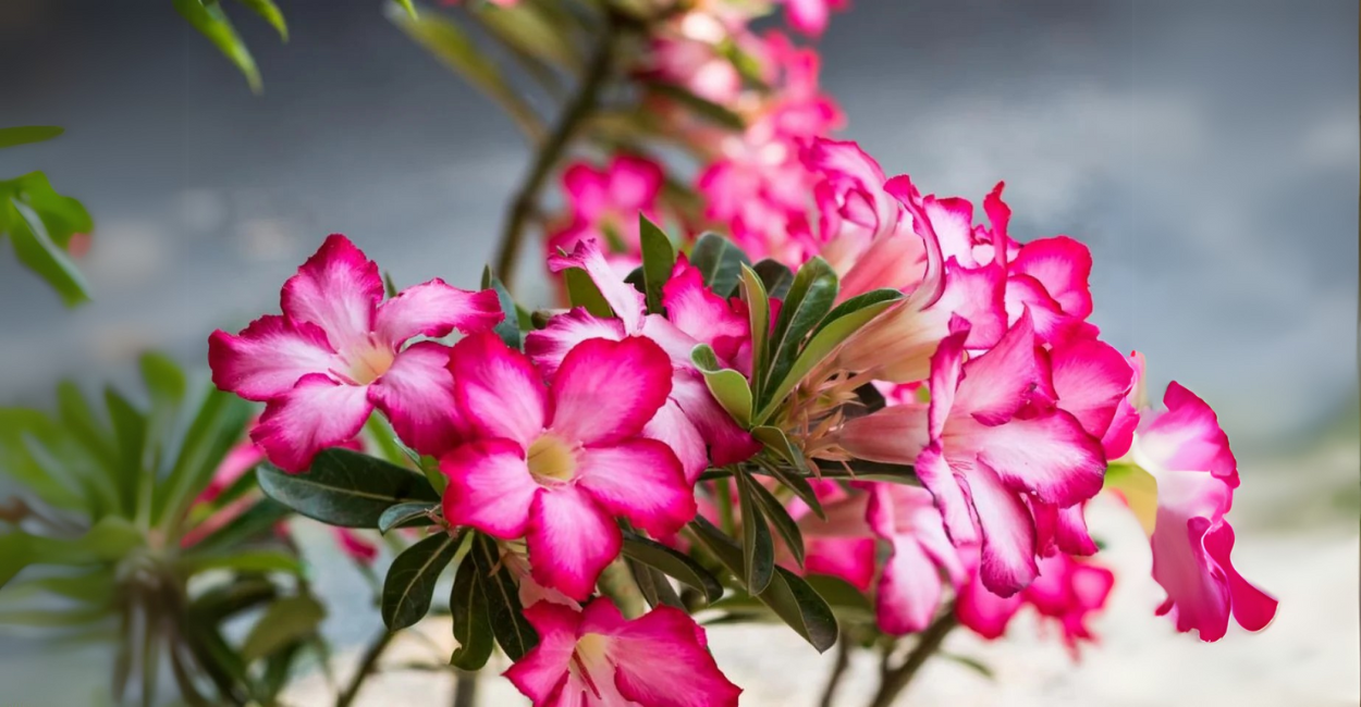 Poda Estratégica: O Truque para uma Rosa do Deserto com Copa Exuberante!