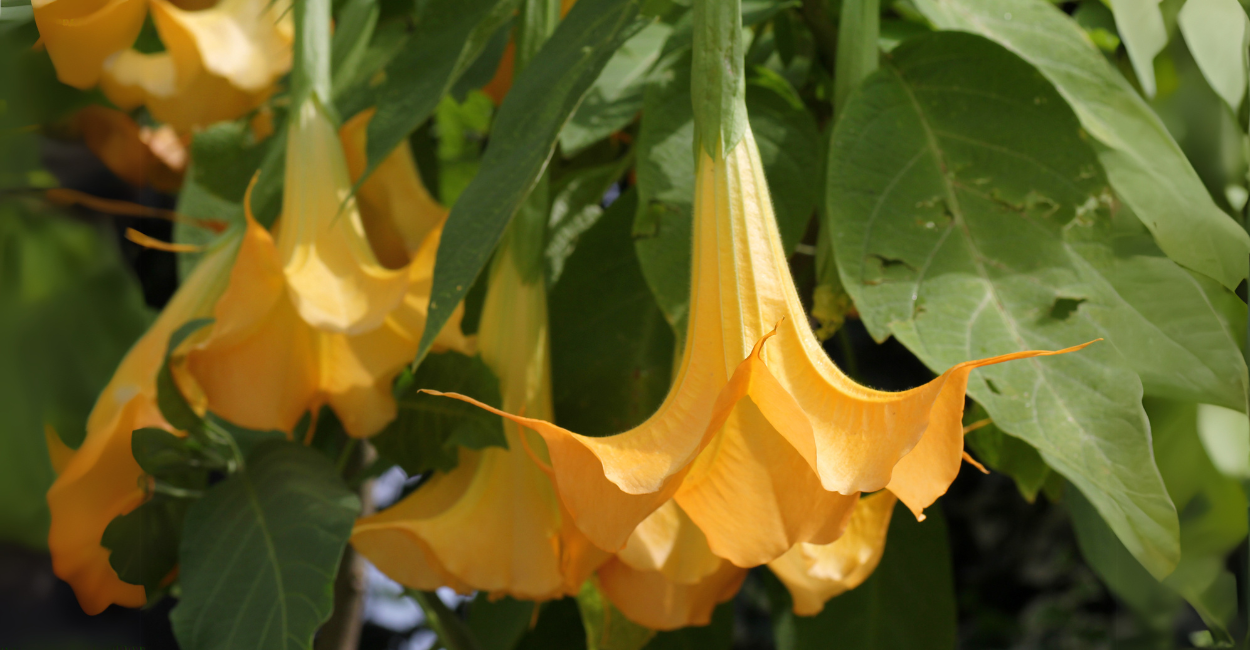 Descubra as curiosidades sobre a linda e temida Flor Trombeta