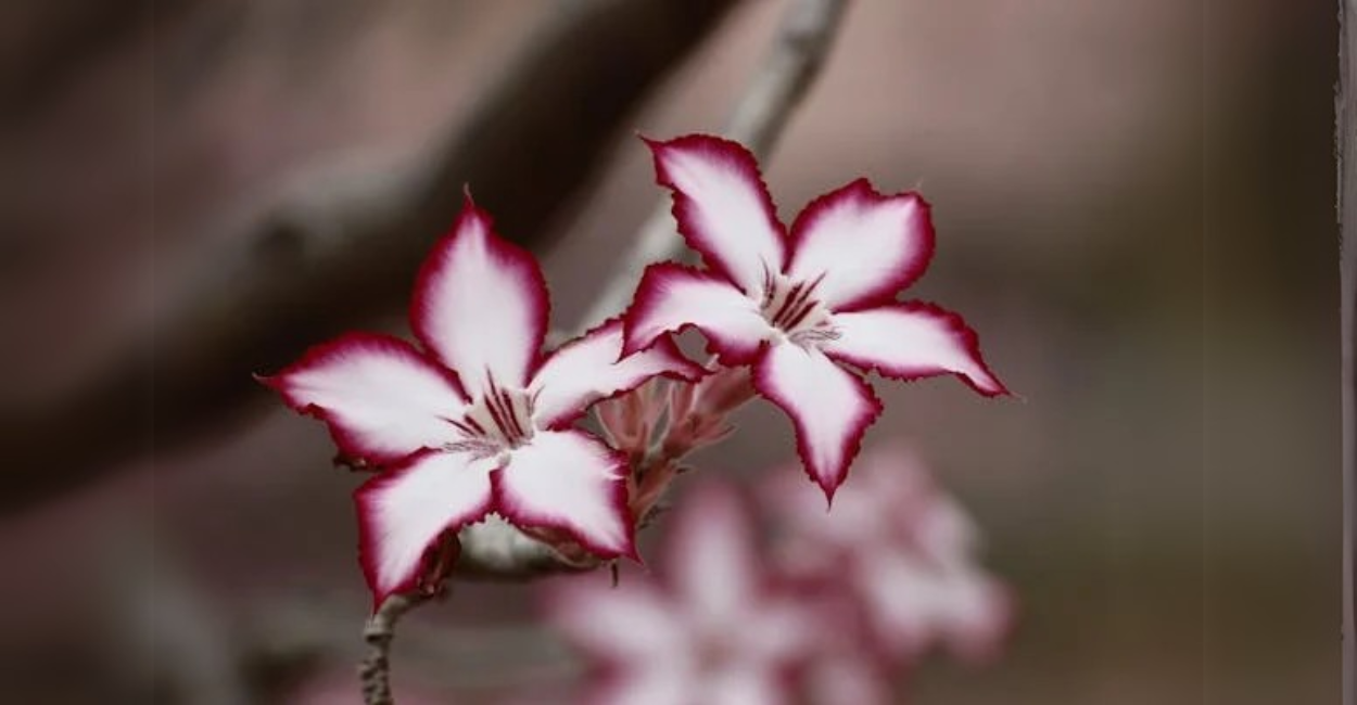 Rosa do Deserto Cheia de Flores? Este Truque Simples Faz Toda a Diferença!