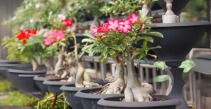 Chuva na Rosa do Deserto: Descubra os Segredos para Proteger Sua Planta e Aproveitar os Benefícios