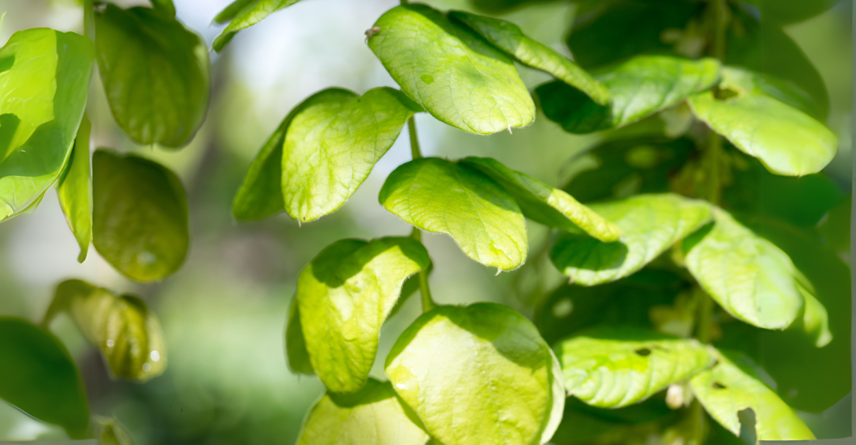 Desmodium gyrans: A Fascinante Planta Dançarina