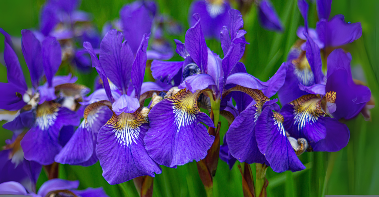 Falso-íris: O Segredo dos Jardineiros para Flores Vibrantes e um Jardim que 'Caminha' Sozinho