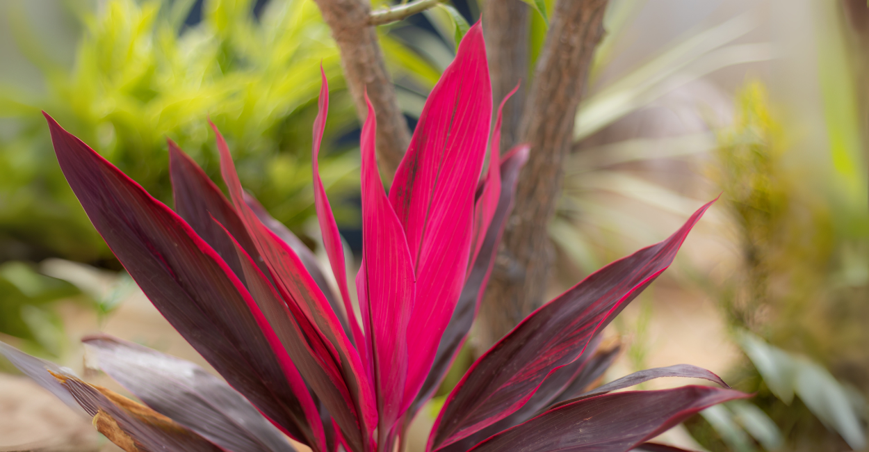 Dracena Rubra: A Folhagem Avermelhada Que Valoriza Qualquer Espaço