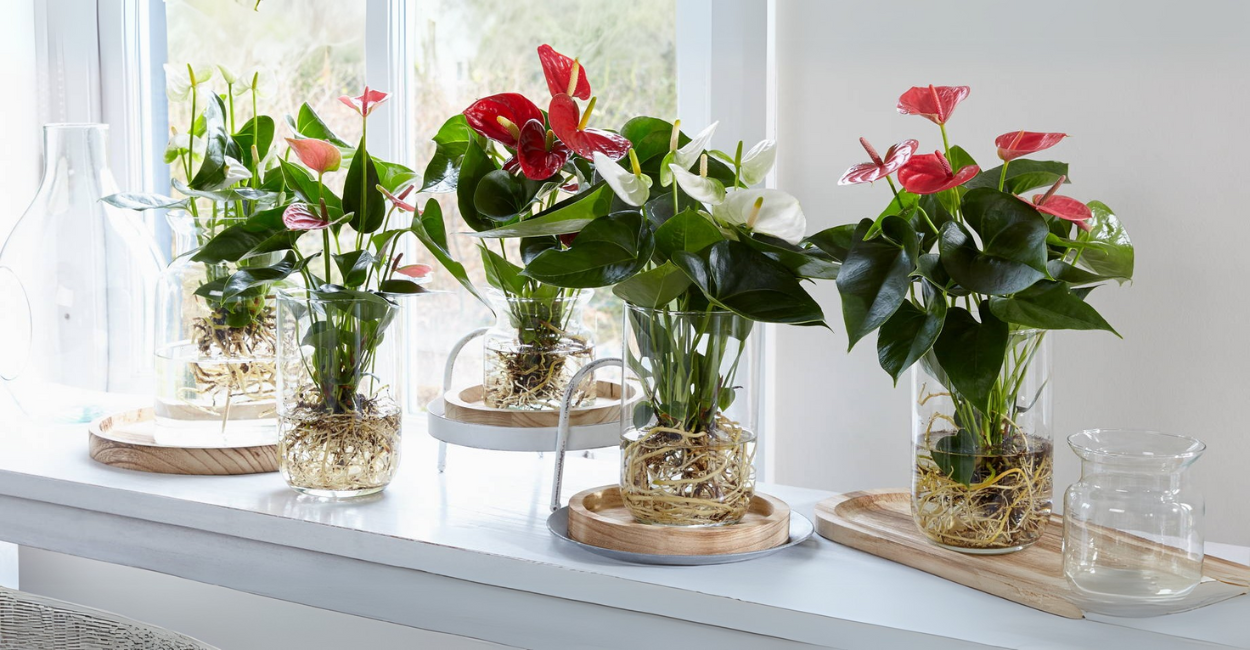 10 Plantas que Crescem na Água: Descubra como Criar um Jardim Aquático em Casa