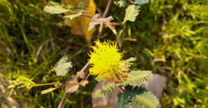 Como Cuidar da Neptunia Oleracea (Planta Aquática Sensível)