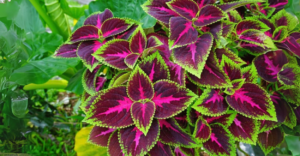 Coleus: O Segredo da Planta Colorida Que Transforma Qualquer Jardim