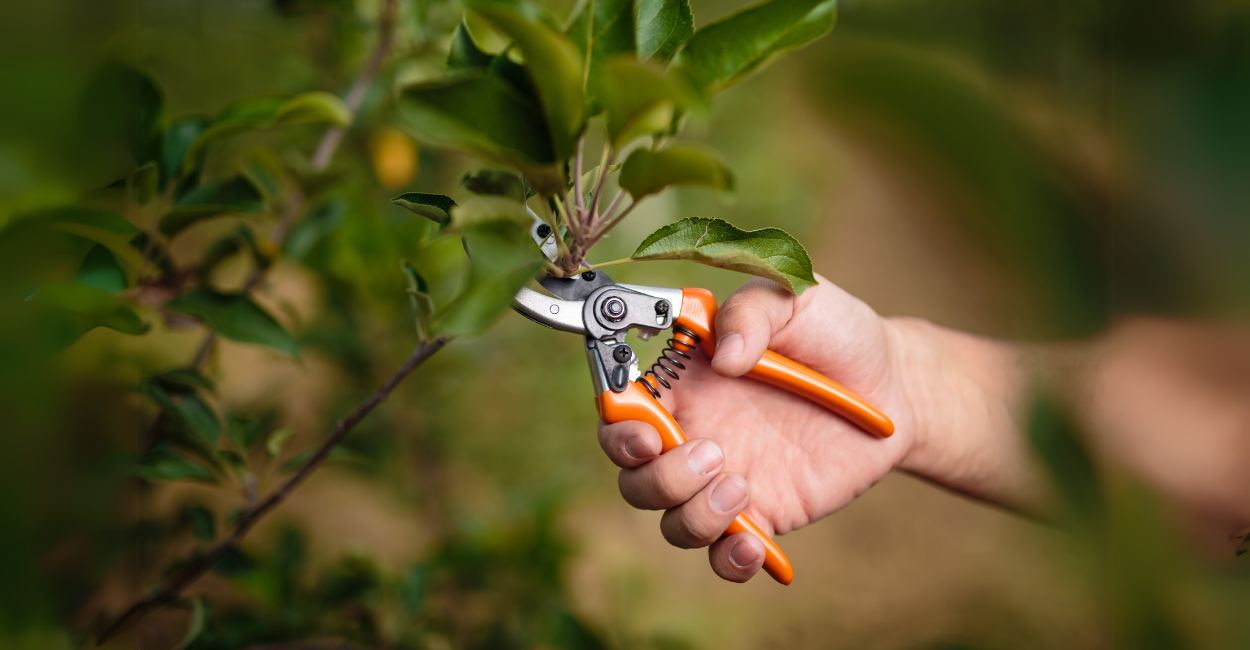 Descubra os 5 Segredos para Podar Plantas como um Profissional e Transformar seu Jardim