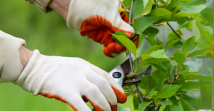 5 Erros de Poda que Estão Acabando com Seu Jardim (e Como Corrigir)