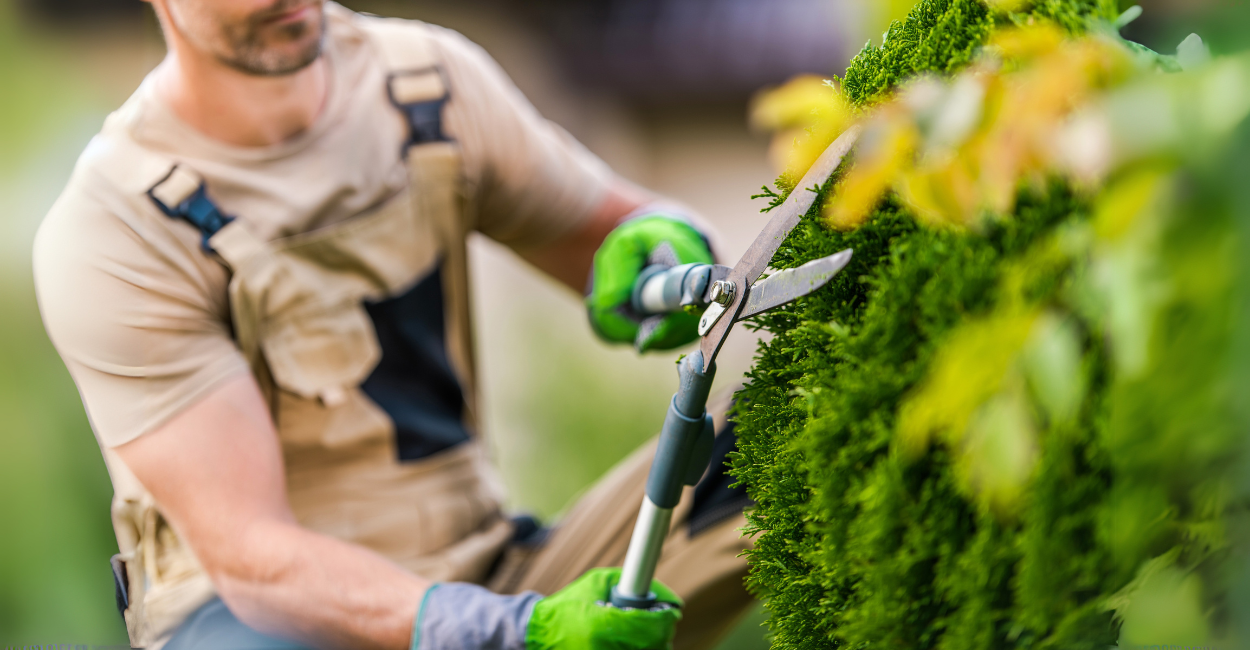 Domine as Melhores Técnicas de Poda: 5 Tipos de Poda para Plantas Mais Fortes e Flores Mais Vistosas