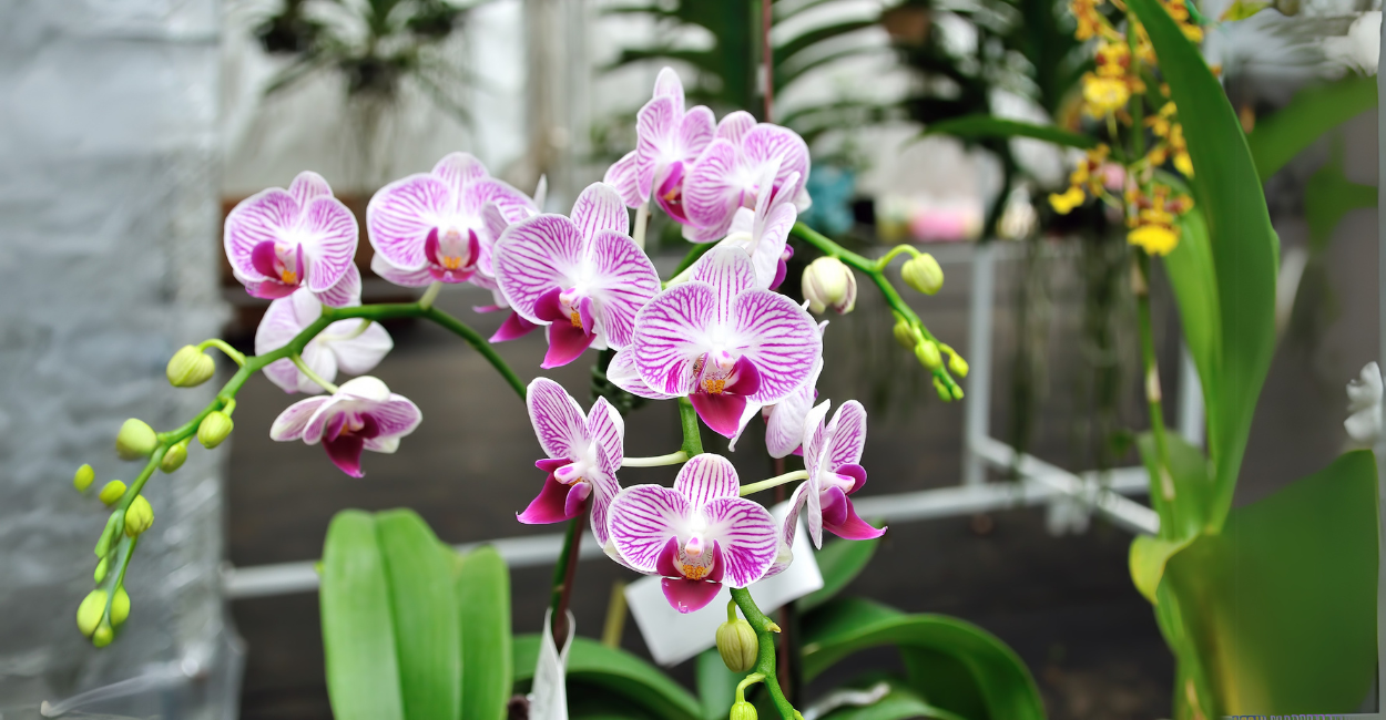 5 Flores Exóticas que Transformam Ambientes Internos: Descubra as Espécies Mais Cobiçadas e Como Cultivá-las com Sucesso