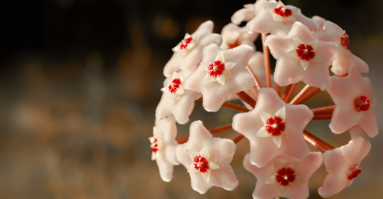 8 Segredos da Flor-de-Cera (Hoya Carnosa) que Vão Surpreender Até os Jardineiros Mais Experientes