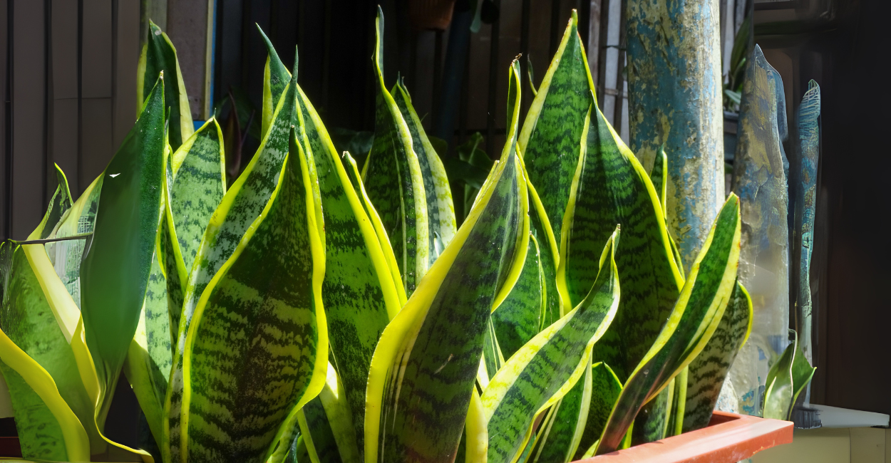 Como Cultivar Espada-de-São-Jorge: Guia Completo Para Ter uma Planta Sempre Bonita