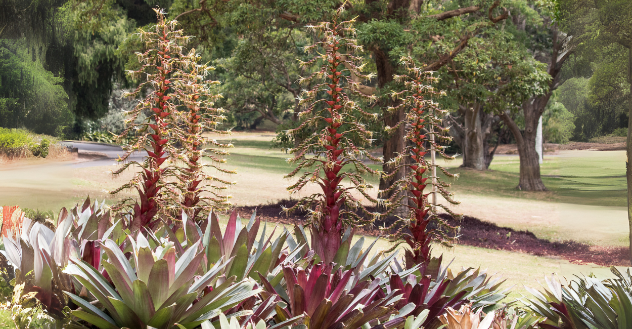 Bromélia-Imperial: O Segredo da Planta que Transforma Jardins em Obras de Arte