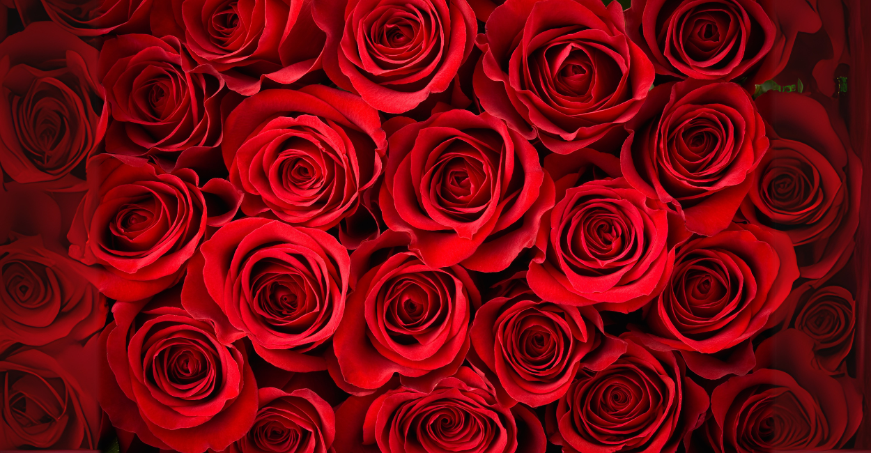 Como Manter Suas Flores Frescas por Mais Tempo: Dicas Infalíveis