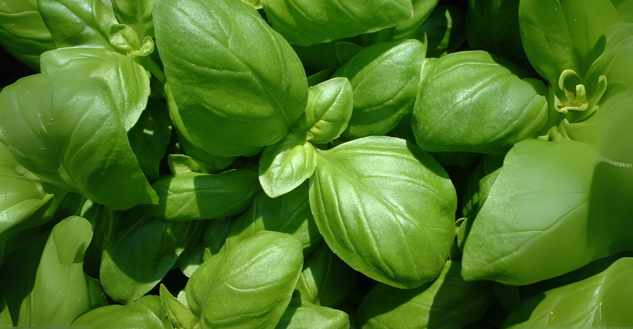 Como cultivar manjericão e erros que podem estar prejudicando sua planta!