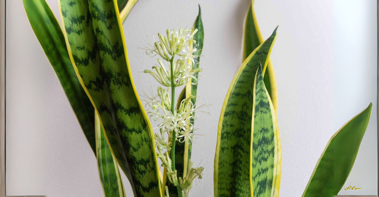 Como Fazer Espada-de-São-Jorge Florescer: O Que Poucos Sabem Sobre Essa Planta