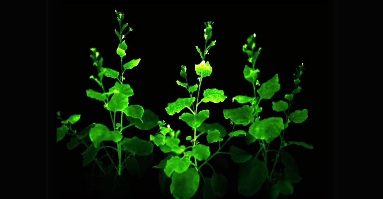 Planta Que Brilha no Escuro? Nova Espécie Revoluciona Jardins Sem Eletricidade