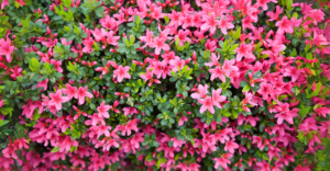 Azaleias: O Segredo Japonês Para Jardins Que Florescem Por Décadas (Guia Completo)