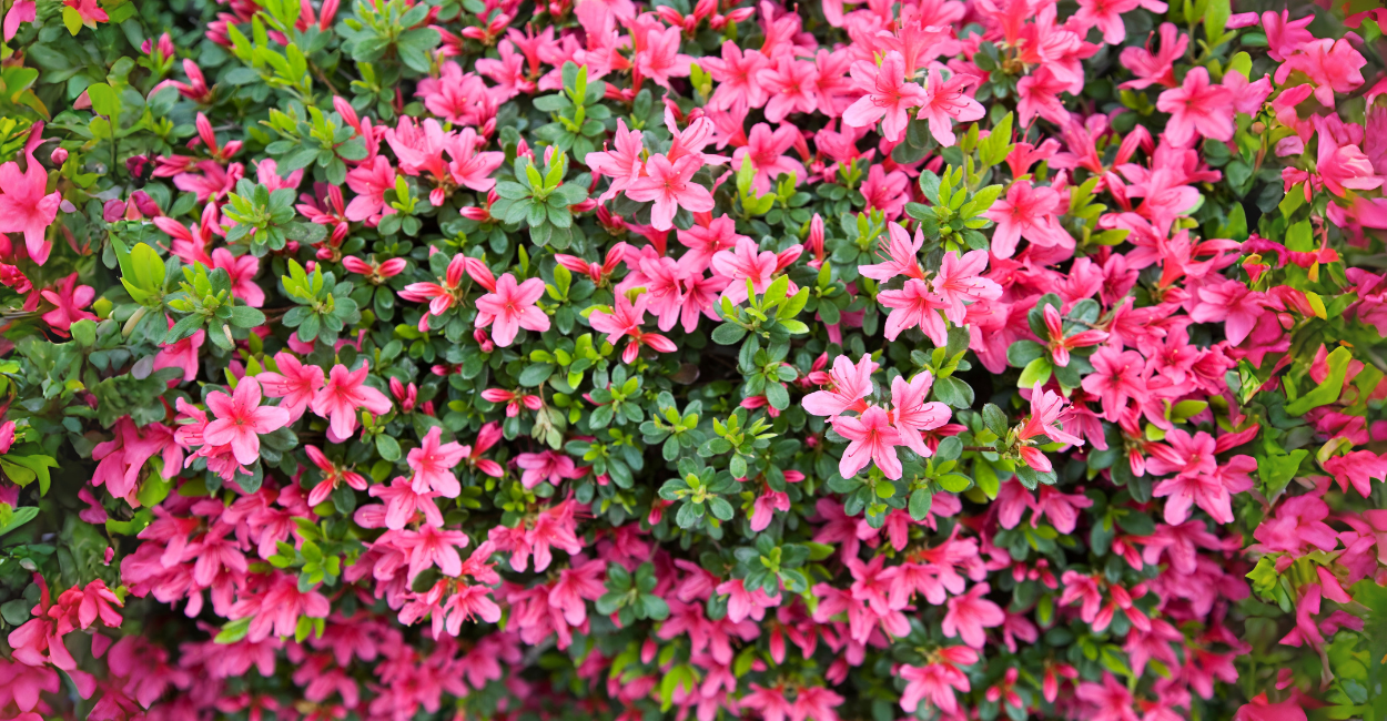 Azaleias: O Segredo Japonês Para Jardins Que Florescem Por Décadas (Guia Completo)