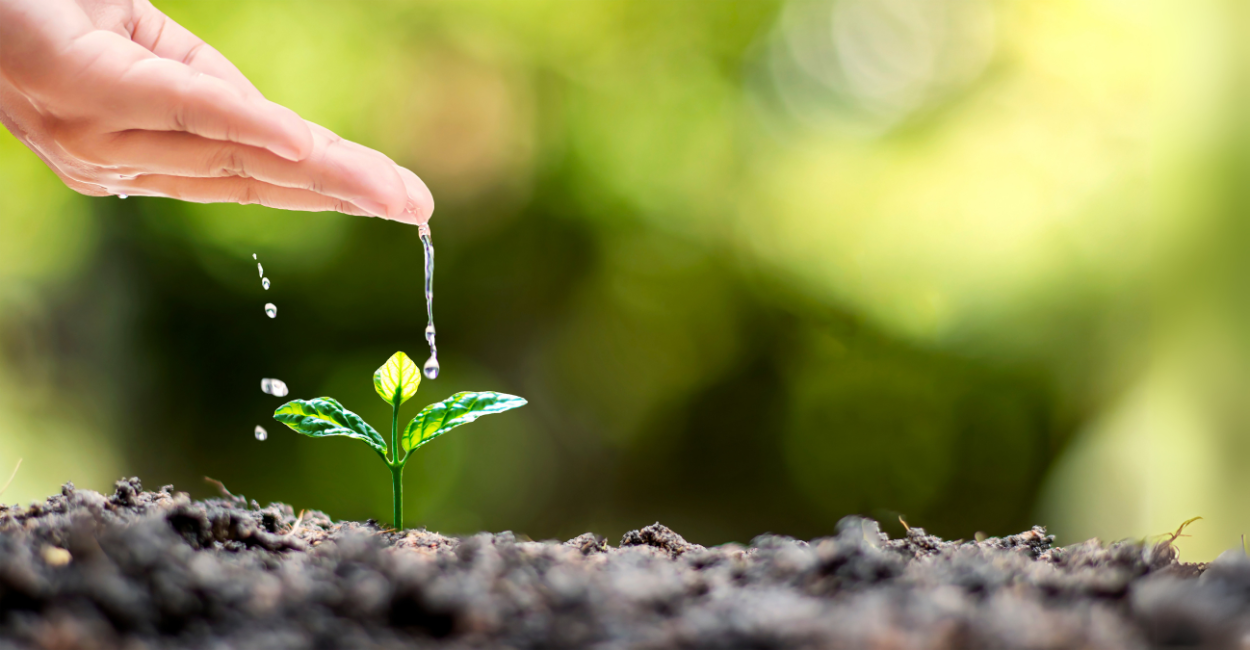 3 Técnicas Infalíveis para Salvar suas Plantas de Interior da Morte por Desidratação