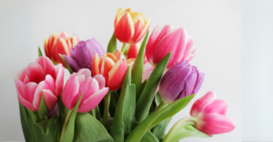 Tulipas Perfeitas: 7 Segredos Que Todo Cultivador Precisa Saber