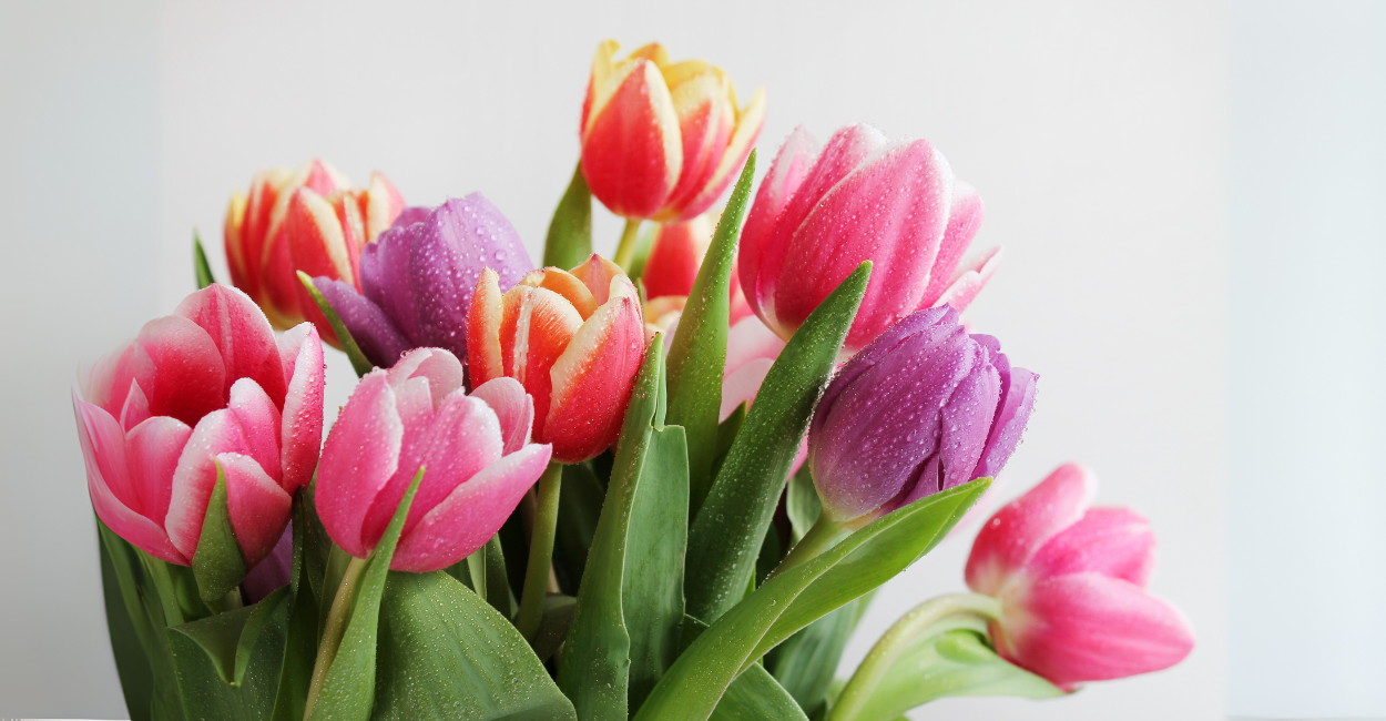 Tulipas Perfeitas: 7 Segredos Que Todo Cultivador Precisa Saber