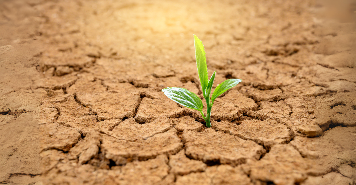 Sua Planta está desidratada? 3 Técnicas Infalíveis Para Salvá-la!