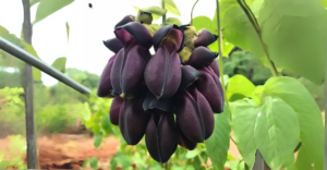 Jade Negra: A Trepadeira Rara que Está Conquistando Paisagistas