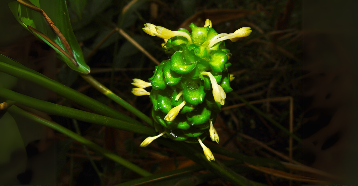 Descubra Por Que a Calathea Cylindrica Está Dominando a Decoração em 2025