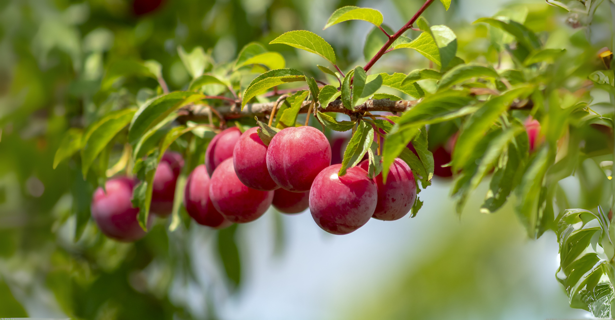 Ameixeiras em Casa: 5 Segredos Para Colher Frutas Suculentas no Primeiro Ano