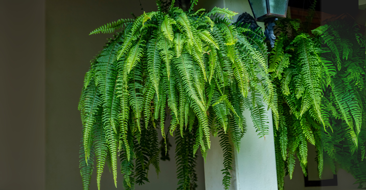 Samambaias: 5 Segredos para Cultivar a Planta dos Dinossauros em Casa e Deixar seu Espaço Mais Verde