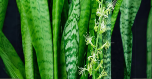 10 Plantas que Trazem Beleza e Significados Especiais para Sua Casa: Descubra Qual Combina com Você!