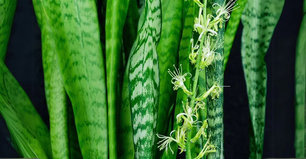 10 Plantas que Trazem Beleza e Significados Especiais para Sua Casa: Descubra Qual Combina com Você!