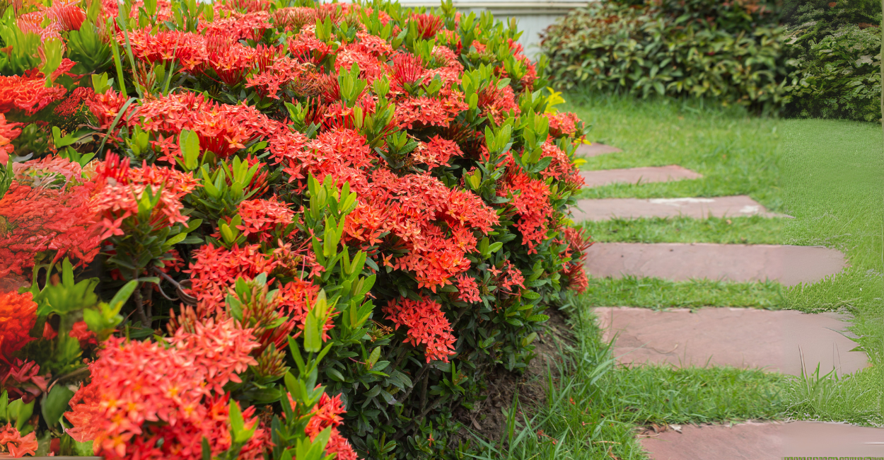 9 Plantas Incríveis para Cerca-Viva que Vão Transformar o Visual do seu Jardim