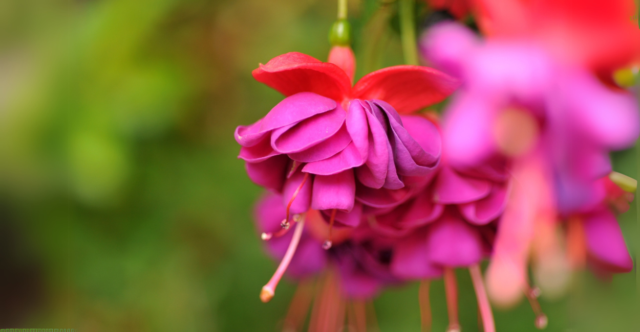 Fuschia em Vasos: 6 Segredos para Flores Vibrantes o Ano Todo