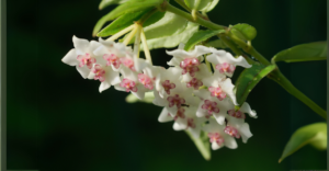 Hoya Kerrii: O Segredo Para Fazer a ‘Planta do Amor’ Florescer em Menos Tempo