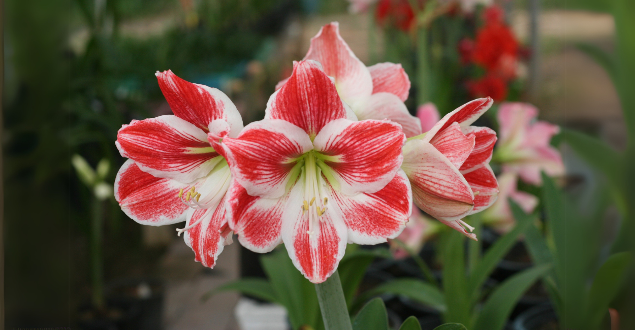 7 Flores que Crescem em Tempo Recorde: Seu Jardim Colorido em Semanas!