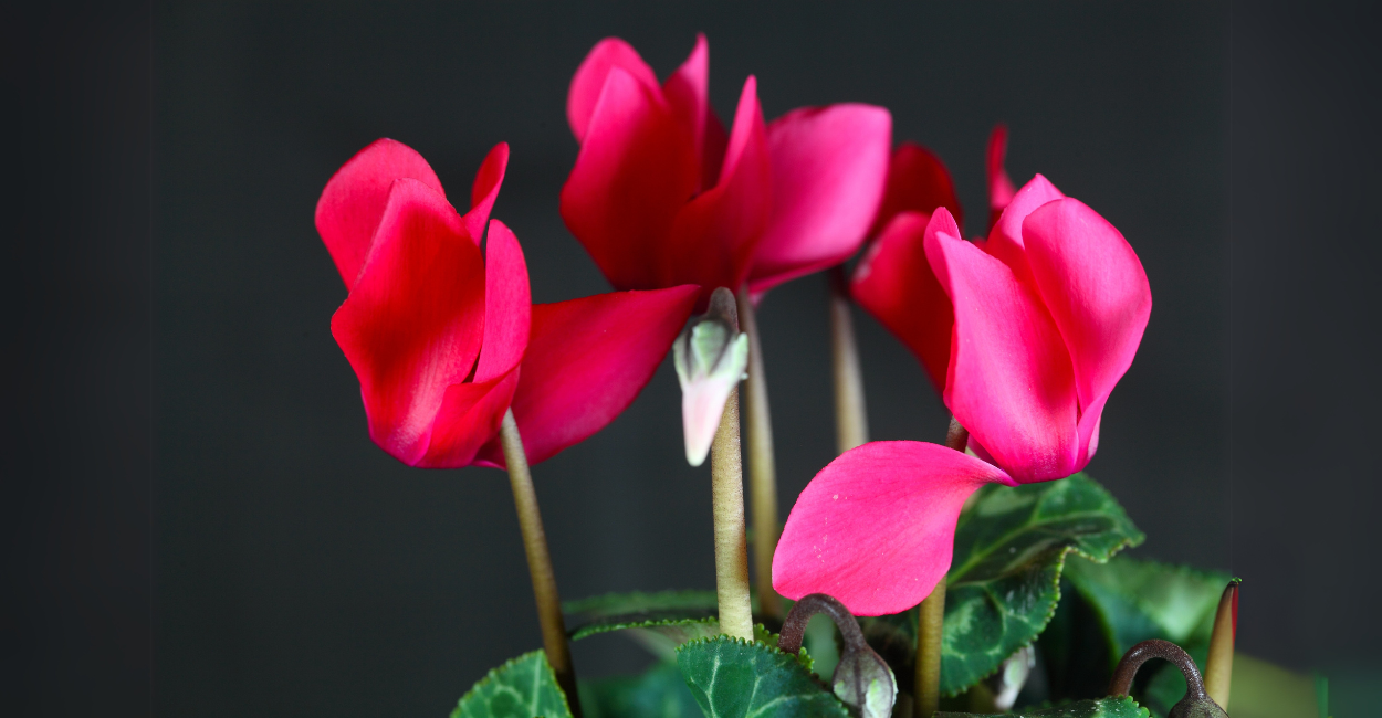 Guia Completo: 20 Plantas com Flores para Alegrar Sua Casa o Ano Todo